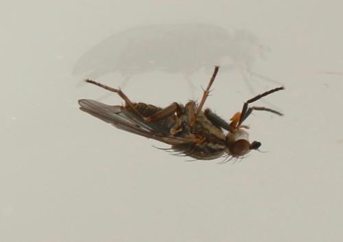 Pherbellia cinerella